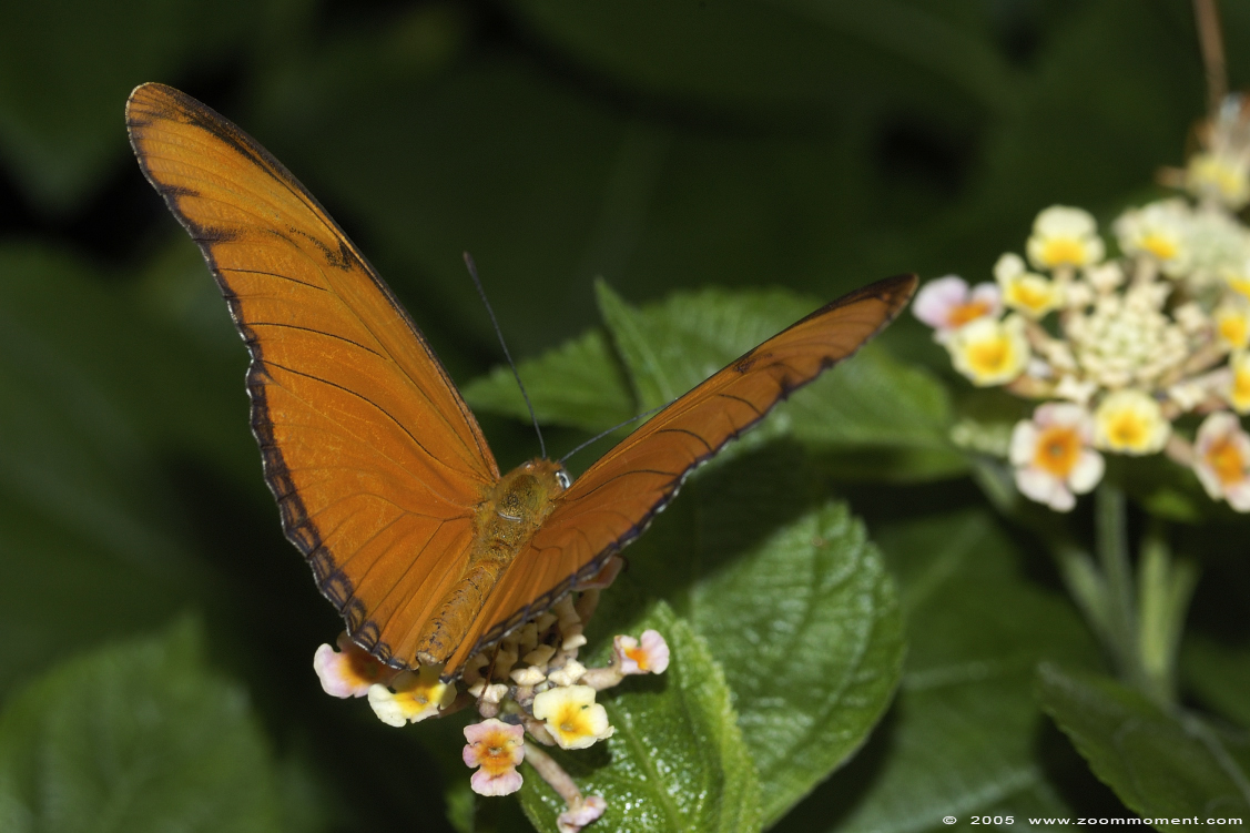 vlinder  butterfly
Trefwoorden: Noorderdierenpark Emmen Nederland vlinder butterfly
