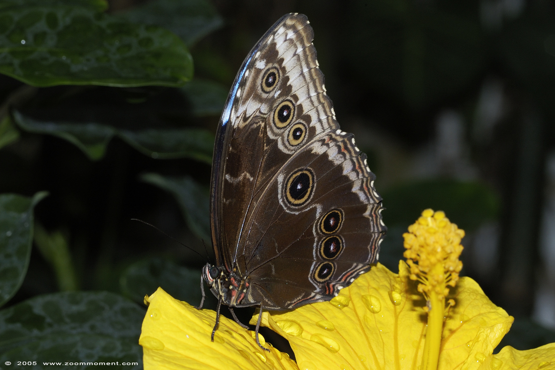 vlinder ( Morpho peleides ) blue morpho
Trefwoorden: Noorderdierenpark Emmen Nederland vlinder Morpho peleides  blue morpho