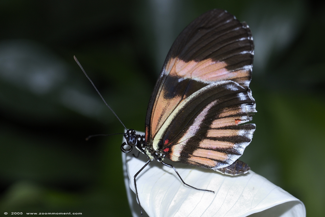 vlinder  butterfly
Trefwoorden: Noorderdierenpark Emmen Nederland vlinder butterfly