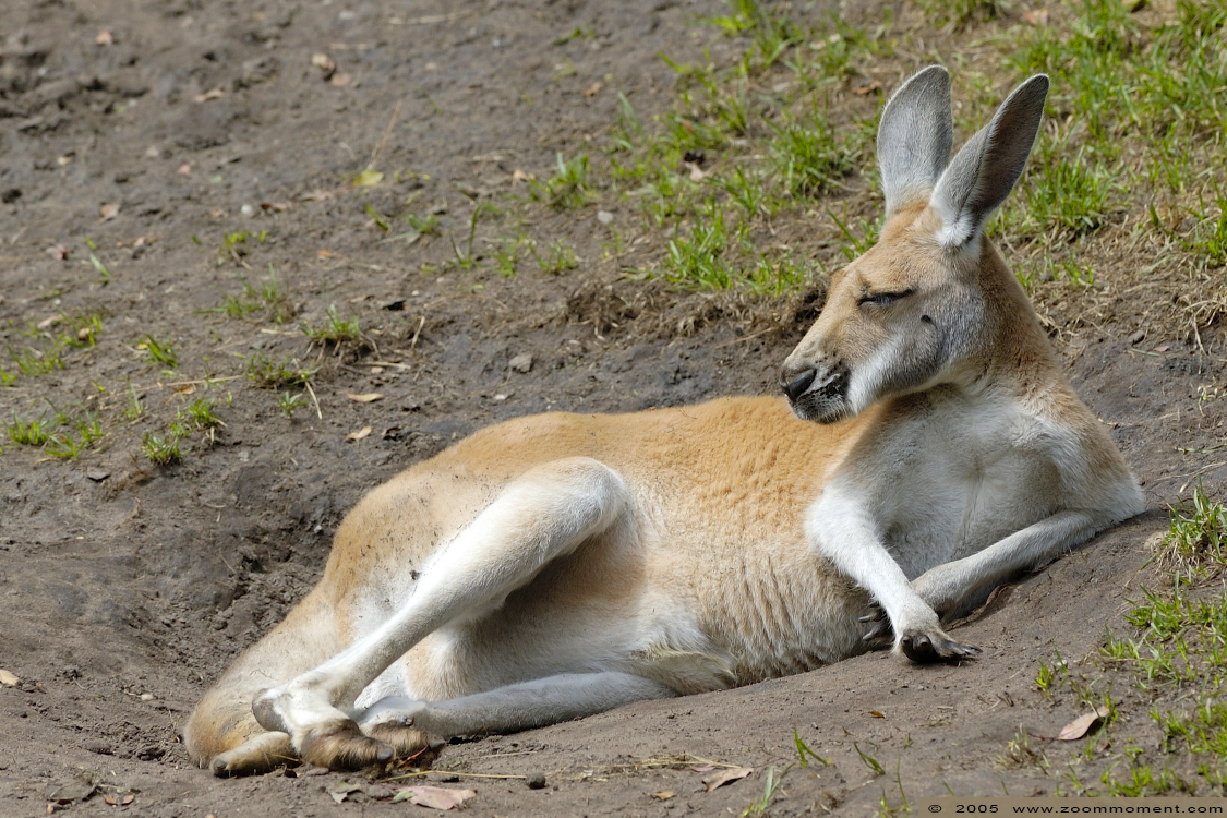 rode reuzenkangoeroe  ( Macropus rufus )  red kangaroo
Trefwoorden: Noorderdierenpark Emmen Macropus rufus  rode reuzenkangoeroe kangoeroe red kangaroo