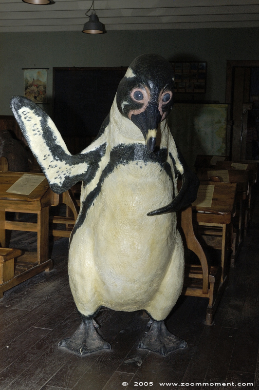 humboldtpinguin  ( Spheniscus humboldti ) humboldt penguin pinguïnschool
Keywords: Noorderdierenpark Emmen humboldtpinguïn Spheniscus humboldti  humboldt penguin pinguïnschool