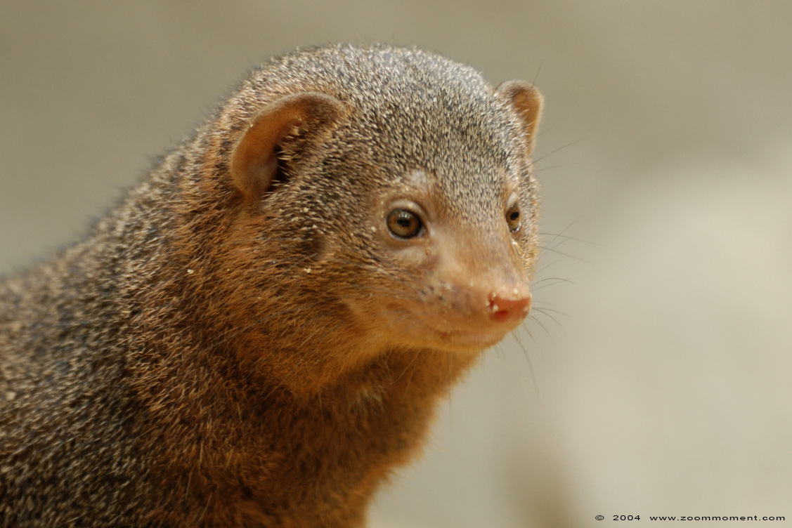 dwergmangoest ( Helogale parvula ) common dwarf mongoose 
Avainsanat: Dierenpark Emmen dwergmangoest  Helogale parvula  dwarf mongoose 