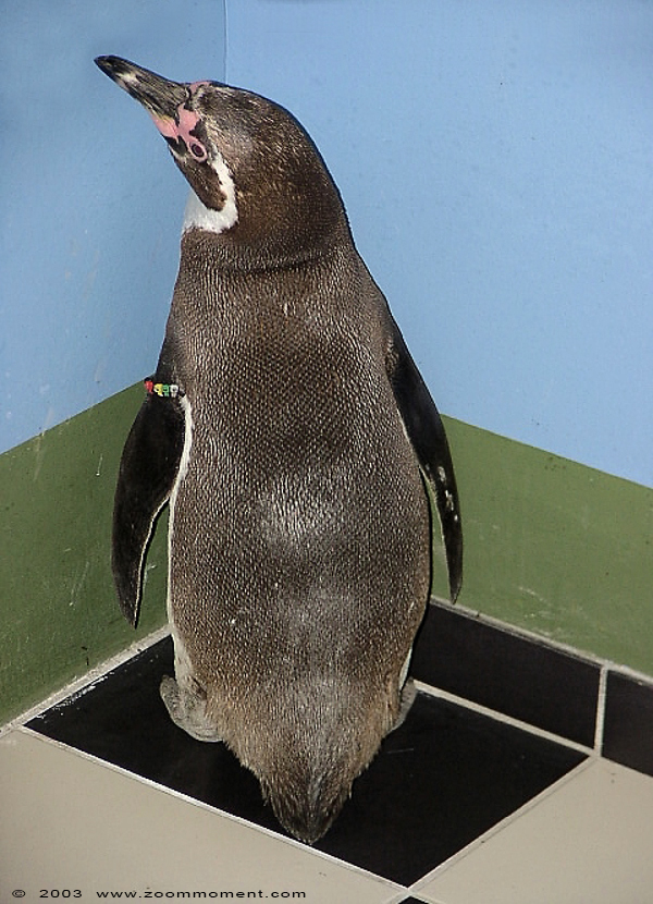 humboldtpinguïn ( Spheniscus humboldti ) humboldt penguin
Trefwoorden: Noorderdierenpark Emmen humboldtpinguïn  Spheniscus humboldti  humboldt penguin 
