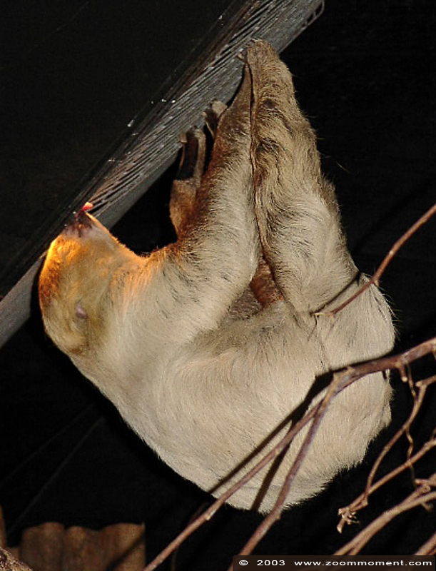 tweevingerige luiaard ( Choloepus didactylus )  two toed sloth
Trefwoorden: Noorderdierenpark Emmen Nederland tweevingerige luiaard Choloepus didactylus  two toed sloth