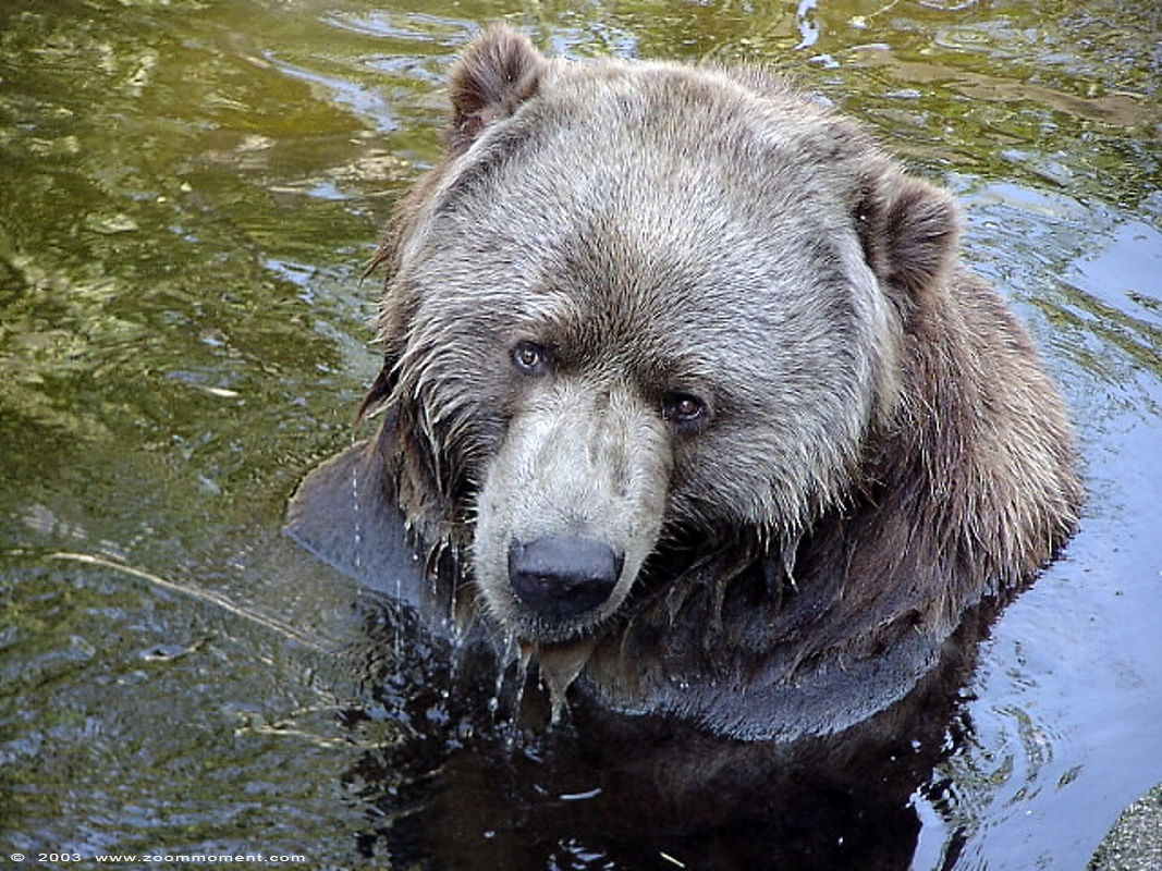 kodiak beer ( Ursus arctos middendorffi ) kodiak bear
Trefwoorden: Noorderdierenpark Emmen kodiakbeer Ursus arctos middendorffi  kodiak bear