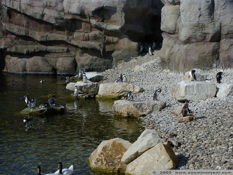 humboldtpinguïn ( Spheniscus humboldti ) humboldt penguin
Trefwoorden: Noorderdierenpark Emmen humboldtpinguïn  Spheniscus humboldti  humboldt penguin