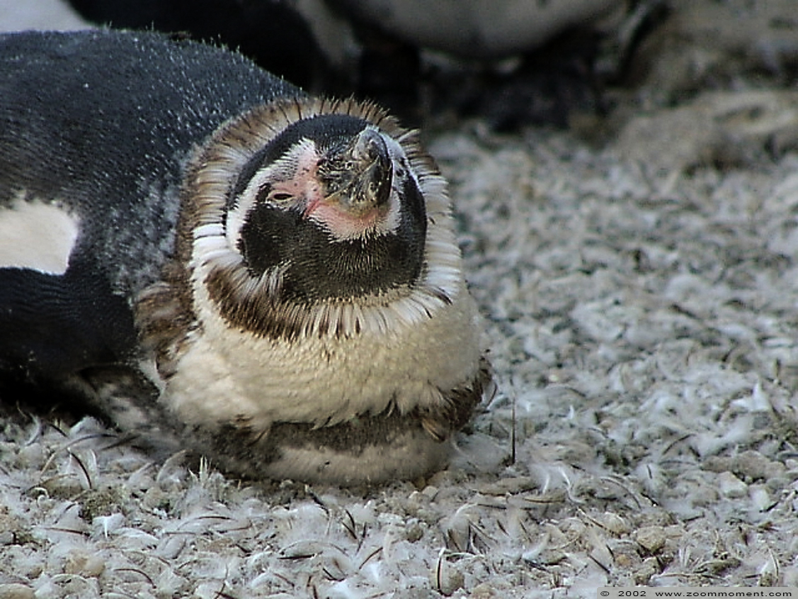 humboldtpinguïn ( Spheniscus humboldti ) humboldt penguin
Trefwoorden: Noorderdierenpark Emmen humboldtpinguïn  Spheniscus humboldti  humboldt penguin