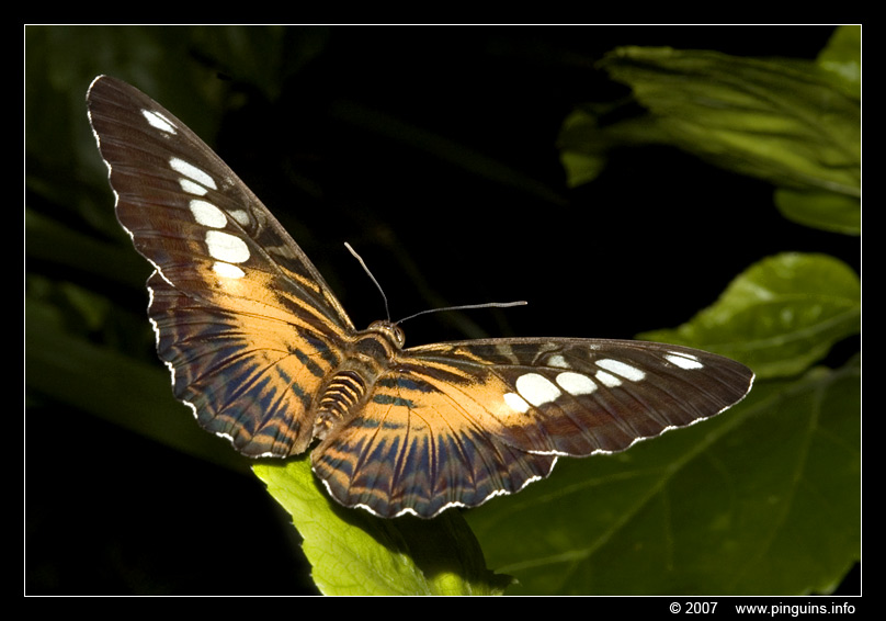 vlinder  ( Parthenos sylvia )  clipper butterfly
Trefwoorden: Dierenpark Emmen vlinder butterfly Parthenos sylvia clipper