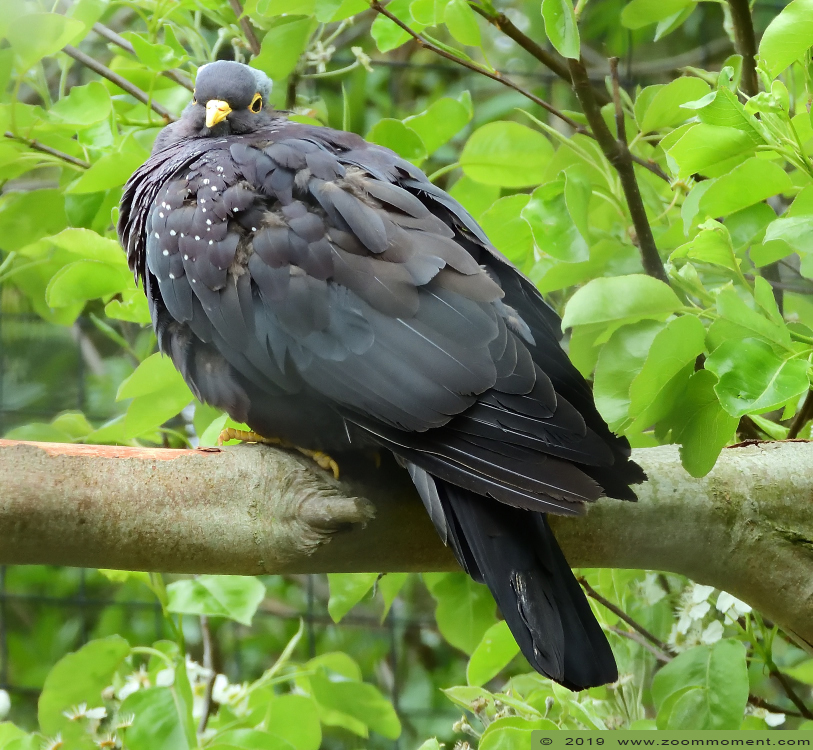 olijfduif ( Columba arquatrix )  African olive pigeon
Schlüsselwörter: Faunapark Flakkee olijfduif Columba arquatrix African olive pigeon