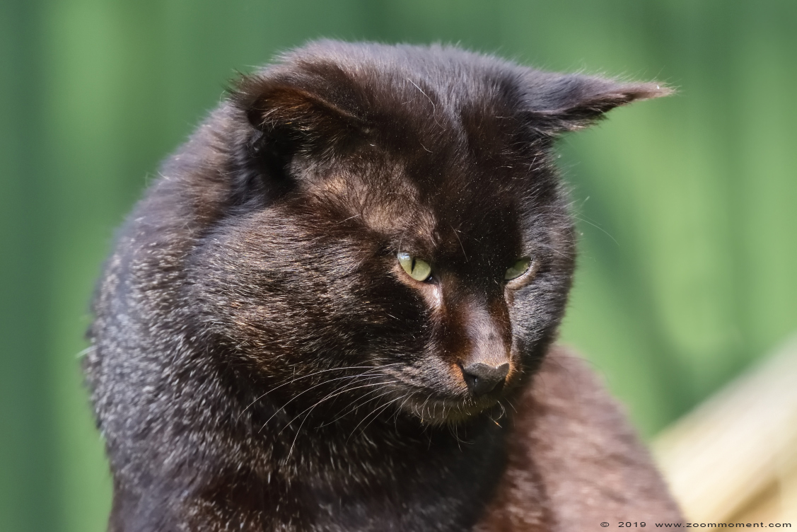 moeraskat  ( Felis chaus )  jungle cat
Trefwoorden: Faunapark Flakkee moeraskat   Felis chaus   jungle cat