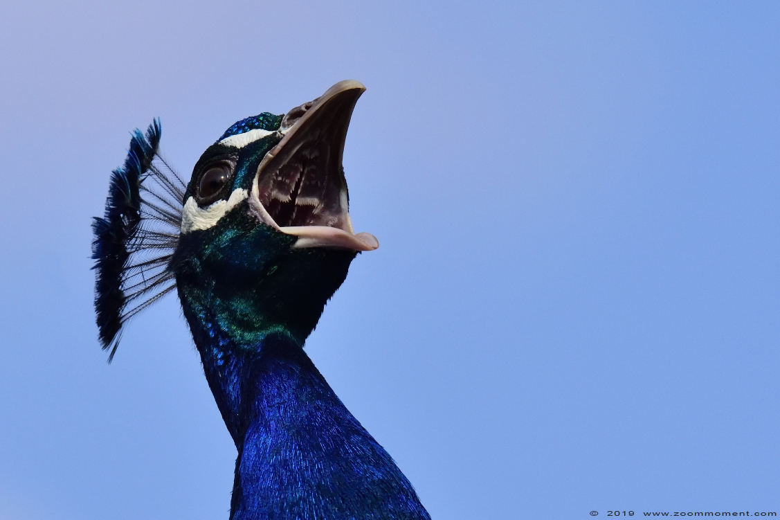 blauwe pauw  ( Pavo cristatus )  Indian peafowl or blue peafowl 
 
 
Ključne reči: Faunapark Flakkee blauwe pauw  Pavo cristatus   Indian peafowl  blue peafowl
