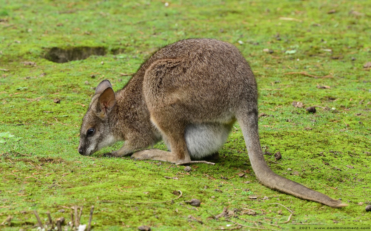 parmawallaby ( Macropus parma ) parma wallaby
Trefwoorden: Faunapark Flakkee parmawallaby Macropus parma parma wallaby kangoeroe