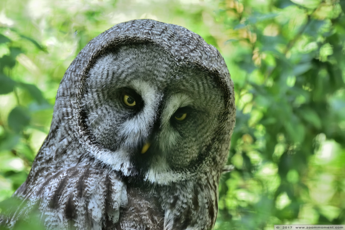 laplanduil  ( Strix nebulosa ) great grey owl
Trefwoorden: Faunapark Flakkee laplanduil  Strix nebulosa  great grey owl