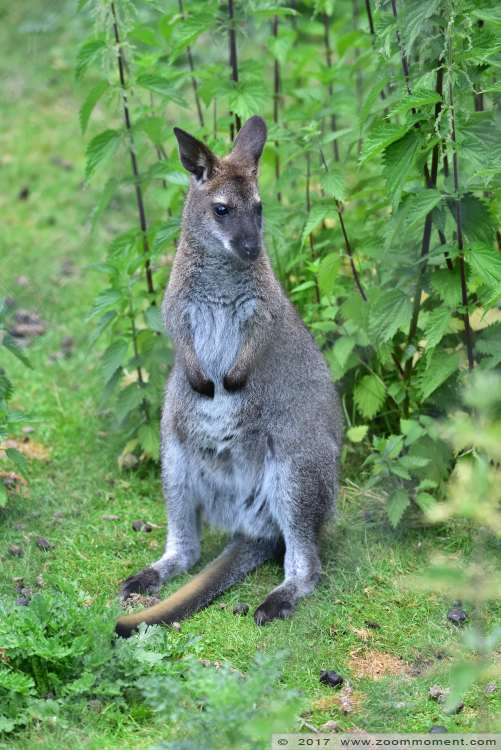 Bennett- of roodnekwallaby ( Macropus rufogriseus ) red necked wallaby  
Paraules clau: Faunapark Flakkee Bennett  roodnekwallaby  Macropus rufogriseus  red necked wallaby 