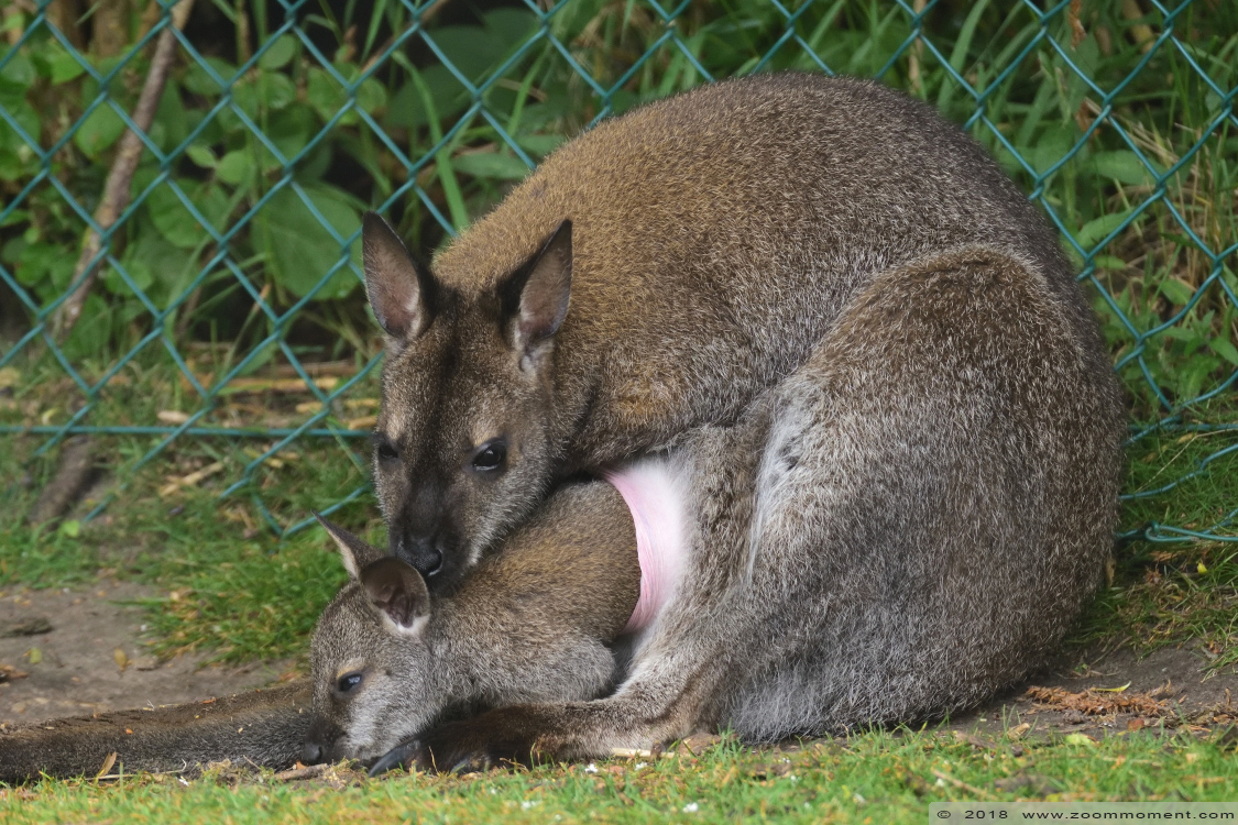 Bennett- of roodnekwallaby ( Macropus rufogriseus ) red necked wallaby
Ключови думи: Faunapark Flakkee Bennett  roodnekwallaby  Macropus rufogriseus  red necked wallaby