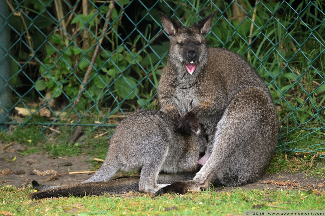 Bennett- of roodnekwallaby ( Macropus rufogriseus ) red necked wallaby
Keywords: Faunapark Flakkee Bennett  roodnekwallaby  Macropus rufogriseus  red necked wallaby