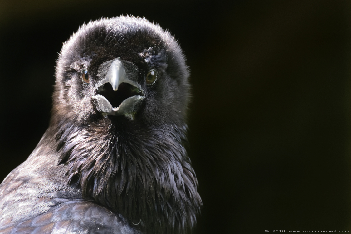 raaf ( Corvus corax )  raven
Trefwoorden: Faunapark Flakkee raaf Corvus corax raven