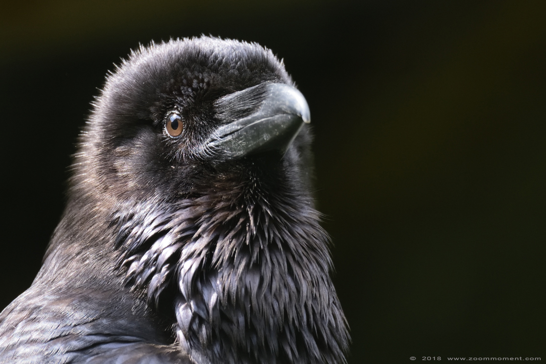 raaf ( Corvus corax )  raven
Ключови думи: Faunapark Flakkee raaf Corvus corax raven