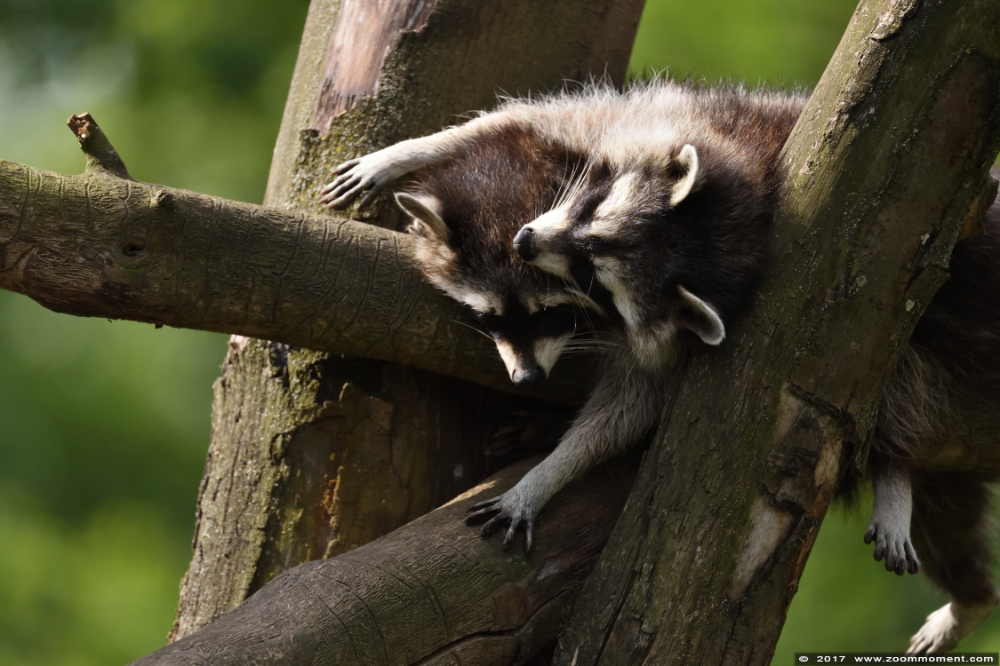 wasbeer ( Procyon lotor ) raccoon
Ключови думи: Gaiapark Kerkrade Nederland zoo wasbeer Procyon lotor raccoon