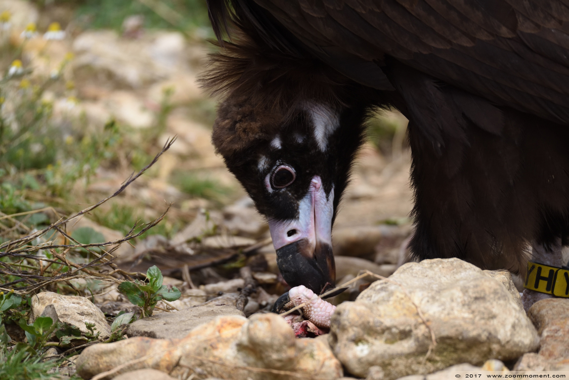 monniksgier  ( Aegypius monachus ) cinereous vulture or black vulture
Trefwoorden: Gaiapark Kerkrade Nederland zoo monniksgier  Aegypius monachus cinereous vulture  black vulture 