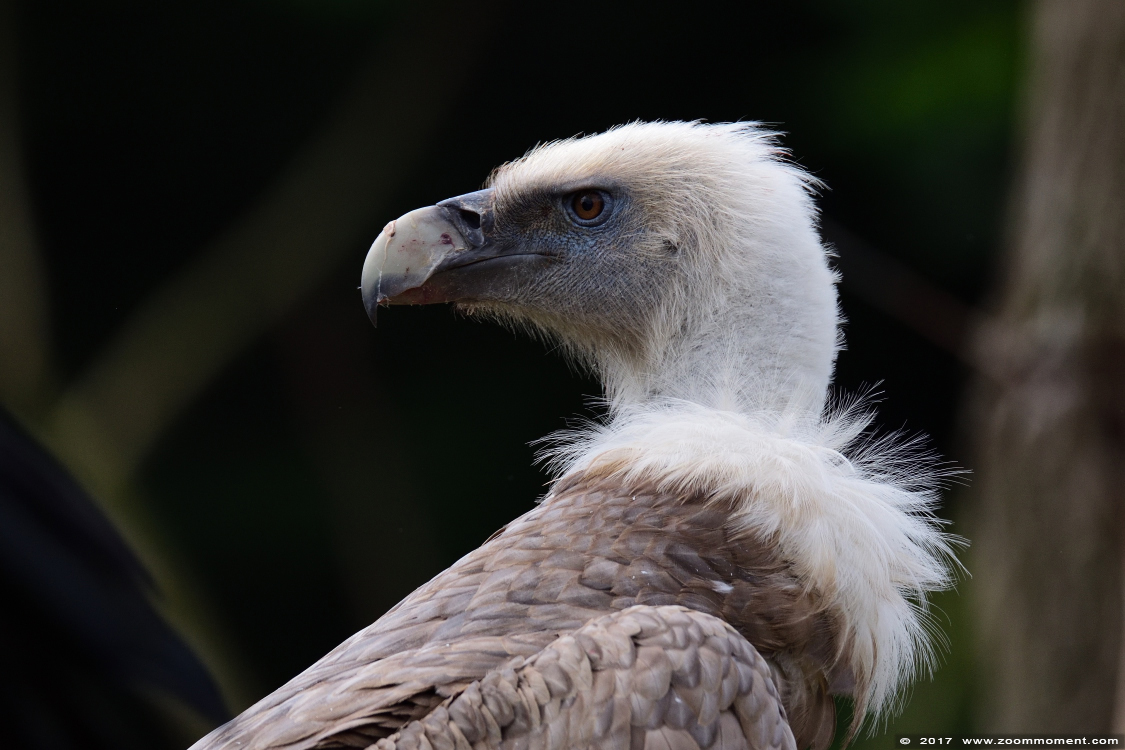 vale gier  ( Gyps fulvus )  griffon vulture or Eurasian griffon 
Trefwoorden: Gaiapark Kerkrade Nederland zoo vale gier  Gyps fulvus   griffon vulture  Eurasian griffon 