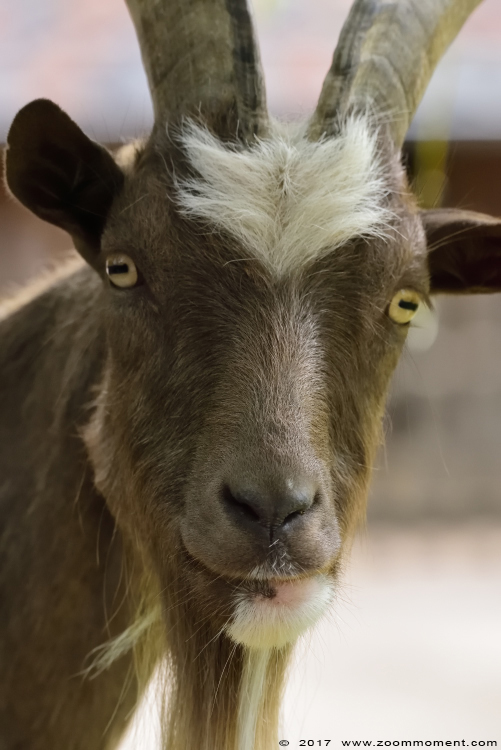 geit  goat
کلمات کلیدی: Gaiapark Kerkrade Nederland zoo geit goat