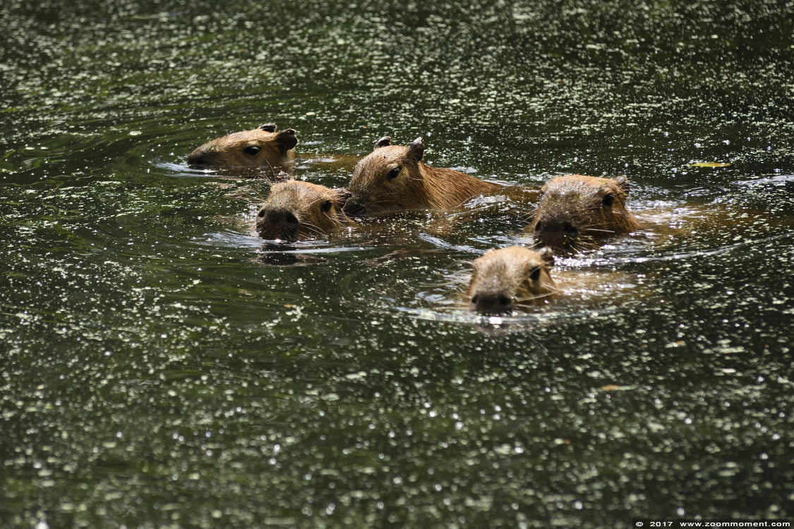 capibara of waterzwijn ( Hydrochoerus hydrochaeris or Hydrochoeris hydrochaeris ) capybara 
Trefwoorden: Gaiapark Kerkrade Nederland zoo capibara waterzwijn Hydrochoerus Hydrochoeris hydrochaeris capybara