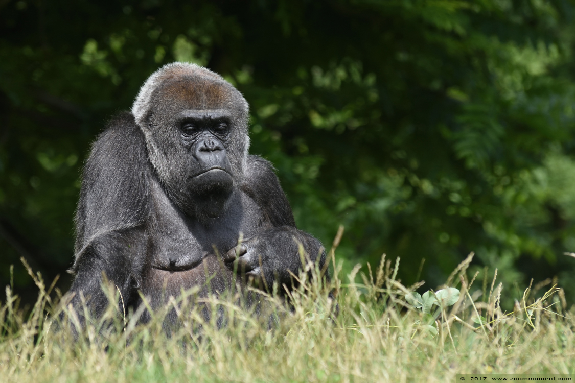Westelijke laagland gorilla ( Gorilla gorilla )
Keywords: Gaiapark Kerkrade Nederland zoo gorilla