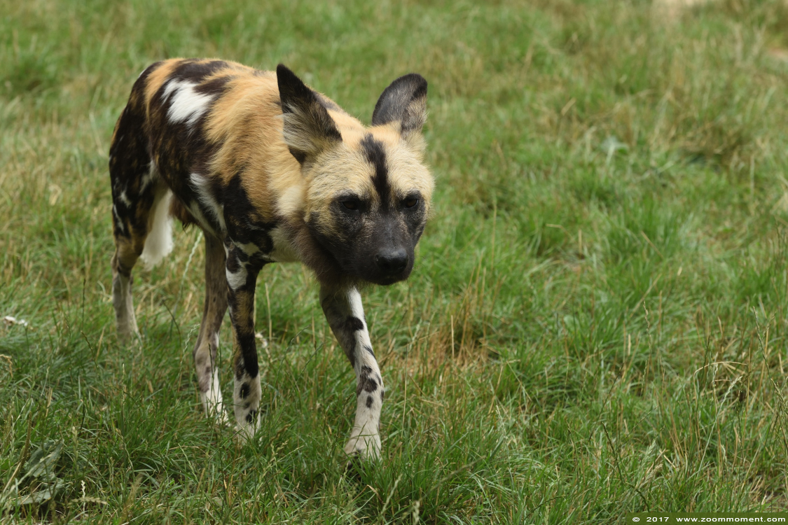 Afrikaanse wilde hond ( Lycaon pictus ) African wild dog
Ključne reči: Gaiapark Kerkrade Nederland zoo Afrikaanse wilde hond Lycaon pictus  African wild dog