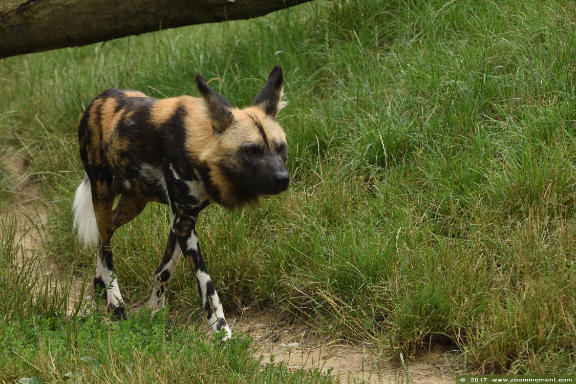 Afrikaanse wilde hond ( Lycaon pictus ) African wild dog
Ключови думи: Gaiapark Kerkrade Nederland zoo Afrikaanse wilde hond Lycaon pictus  African wild dog