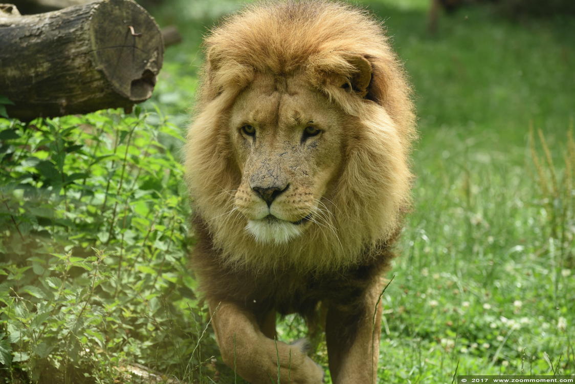 Afrikaanse leeuw ( Panthera leo ) African lion
Schlüsselwörter: Gaiapark Kerkrade Nederland zoo Afrikaanse leeuw Panthera leo lion