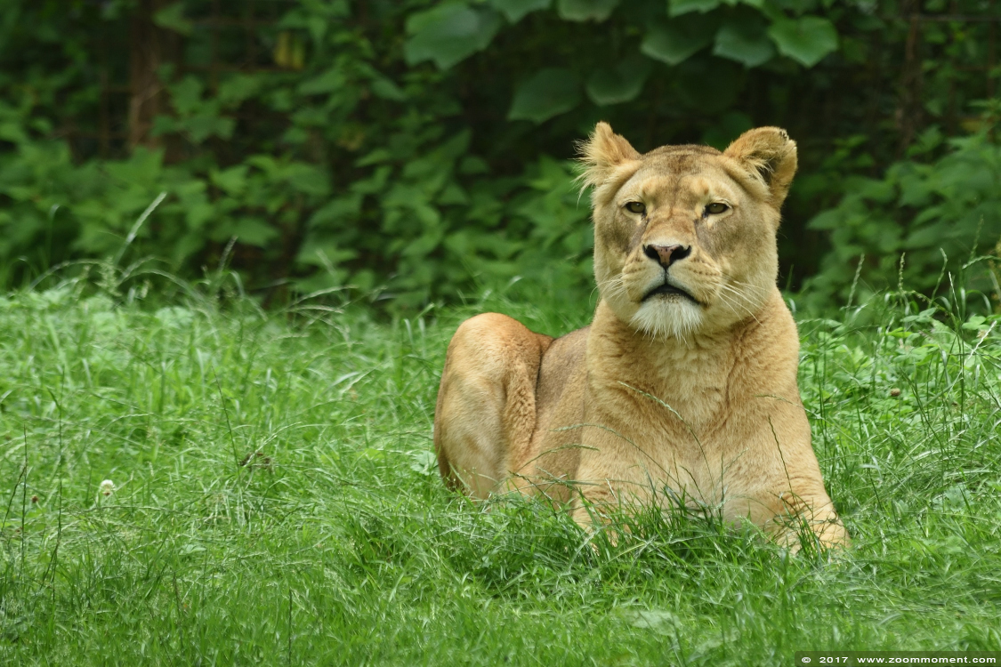 Afrikaanse leeuw ( Panthera leo ) African lion
الكلمات الإستدلالية(لتسهيل البحث): Gaiapark Kerkrade Nederland zoo Afrikaanse leeuw Panthera leo lion