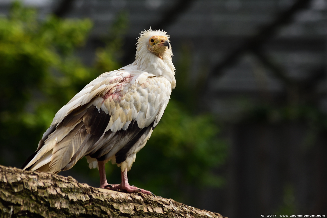 aasgier (  Neophron percnopterus )  Egyptian vulture
Keywords: Gaiapark Kerkrade Nederland zoo aasgier Neophron percnopterus   Egyptian vulture
