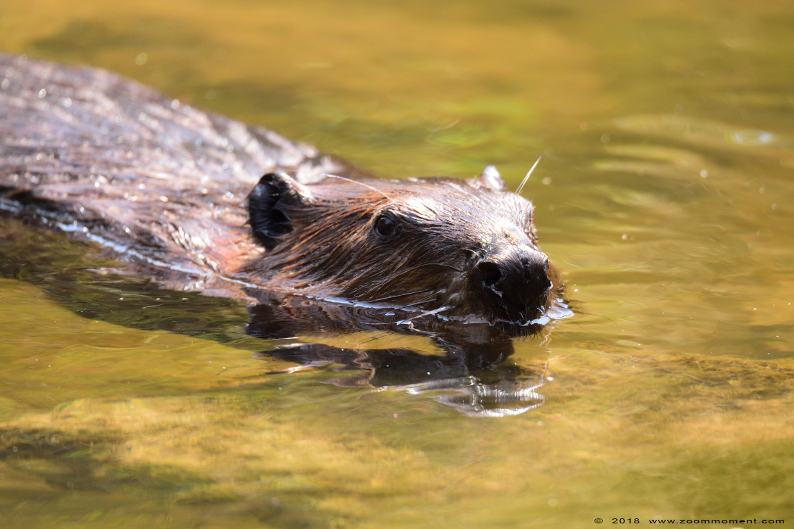 Noord-Amerikaanse bever ( Castor canadensis )  beaver
Keywords: Gaiapark Kerkrade Nederland zoo Noord Amerikaanse bever Castor canadensis  beaver