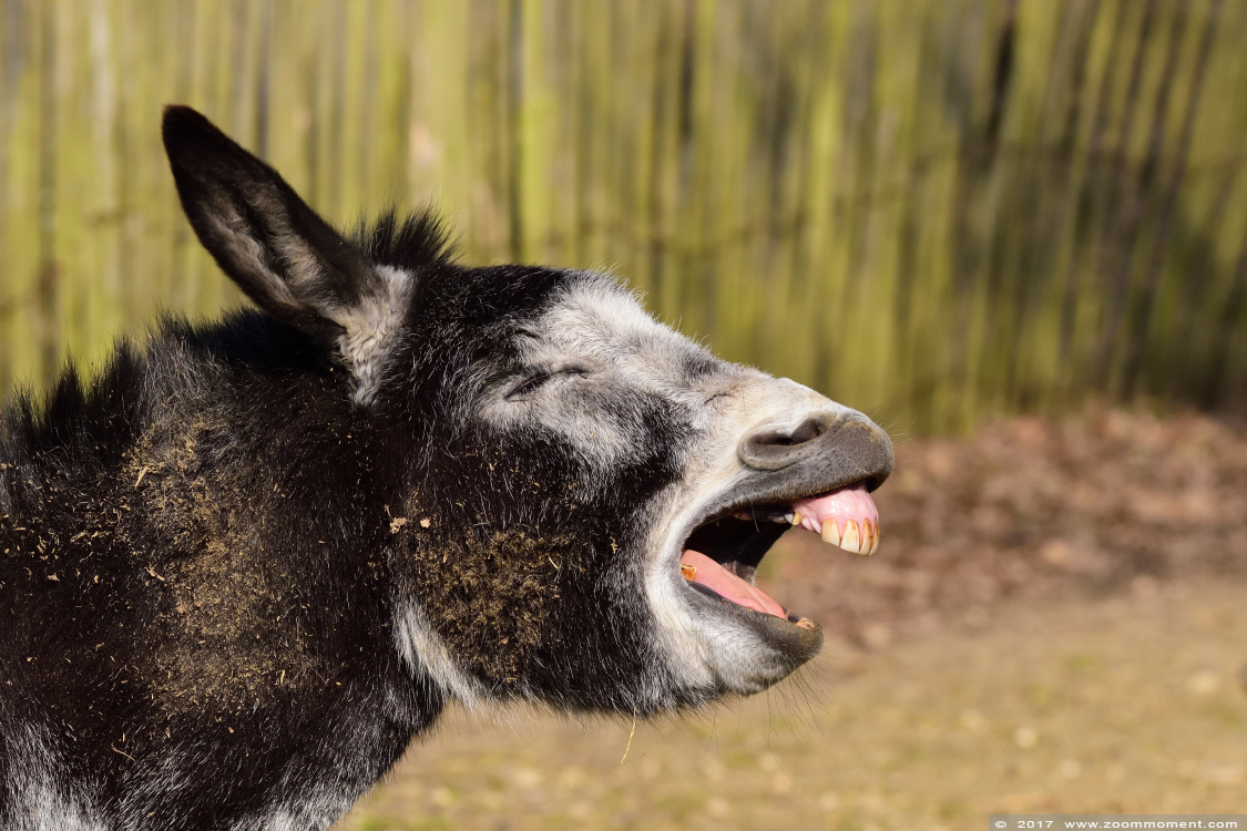 ezel  donkey
Võtmesõnad: Gaiapark Kerkrade Nederland zoo ezel donkey