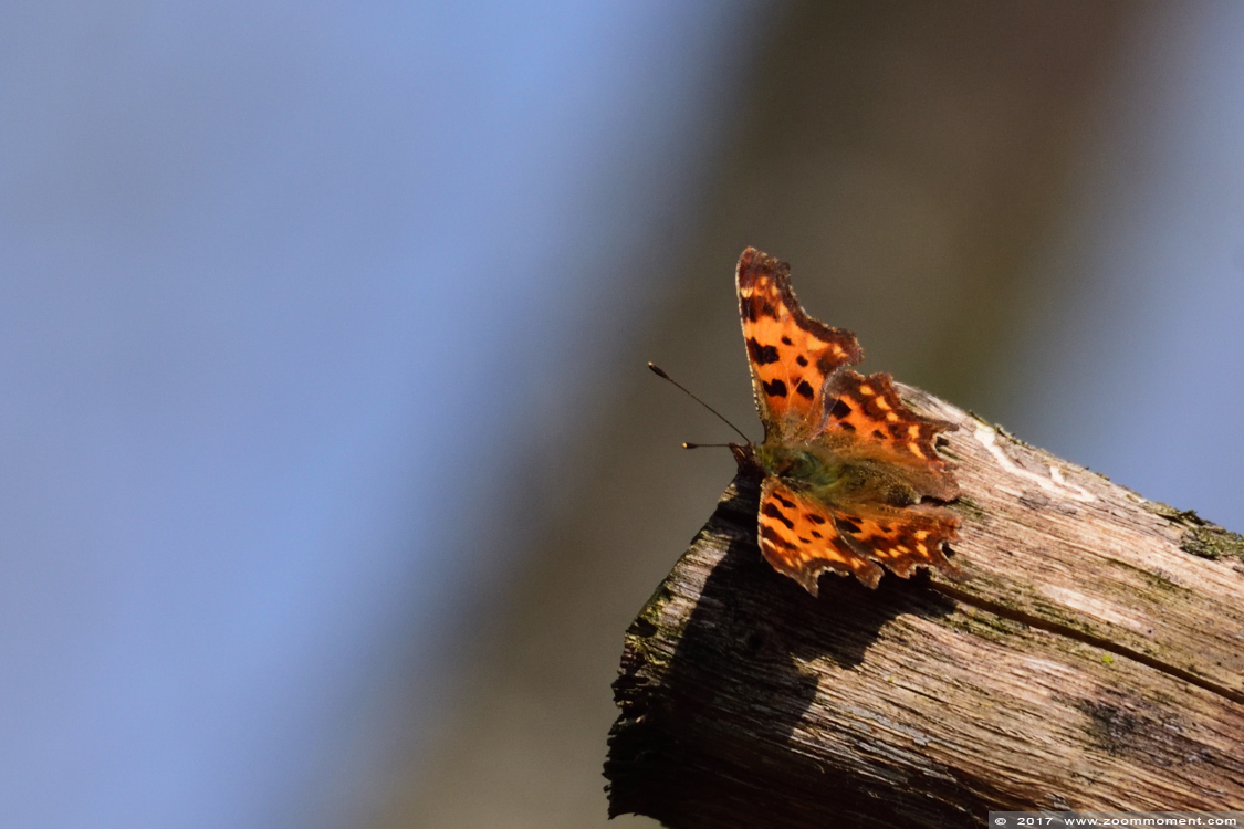 vlinder ( species ? ) butterfly
Trefwoorden: Gaiapark Kerkrade Nederland zoo vlinder butterfly