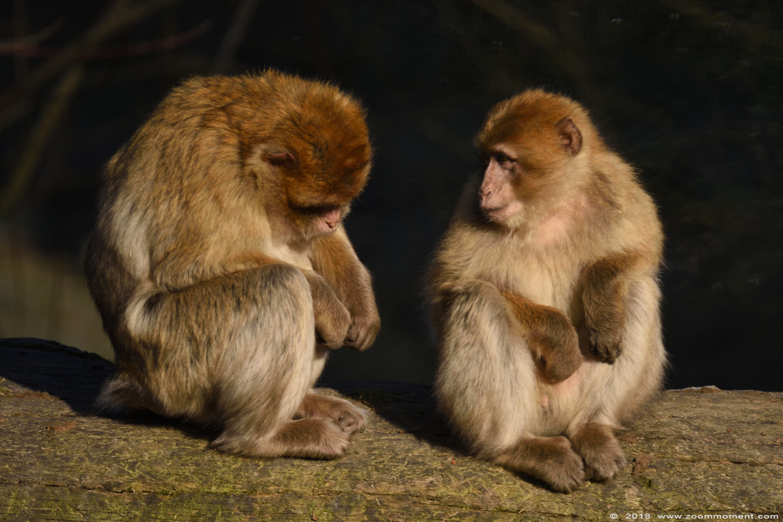 berberaap of magot aap of makaak ( Macaca sylvanus ) Berber monkey
Trefwoorden: Gaiapark Kerkrade Nederland zoo berberaap magot aap  makaak  Macaca sylvanus  Berber monkey