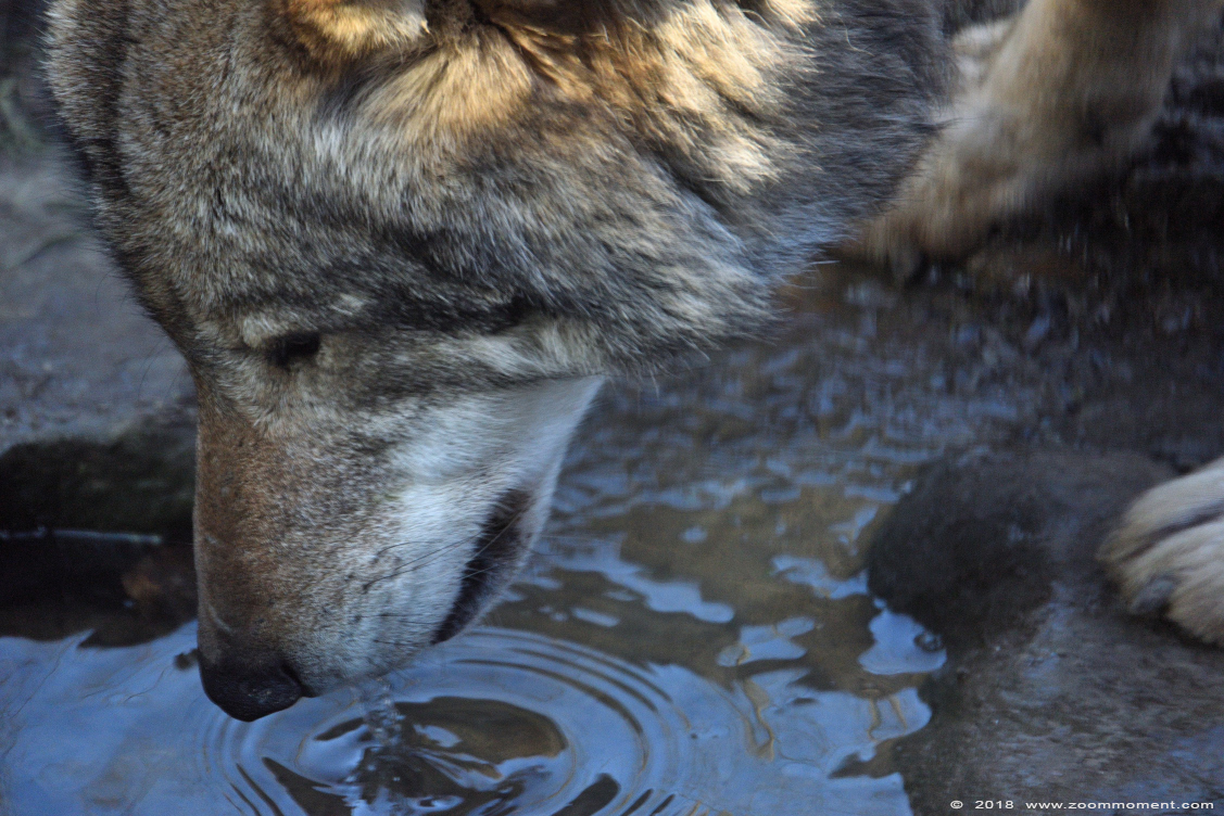 Europese wolf  ( Canis lupus lupus )  Eurasian wolf 
Keywords: Gaiapark Kerkrade Nederland zoo Europese wolf Canis lupus lupus