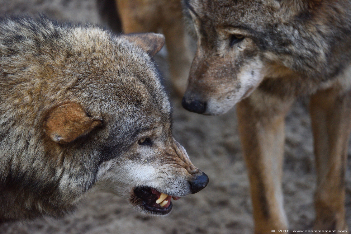 Europese wolf  ( Canis lupus lupus )  Eurasian wolf 
Trefwoorden: Gaiapark Kerkrade Nederland zoo Europese wolf Canis lupus lupus