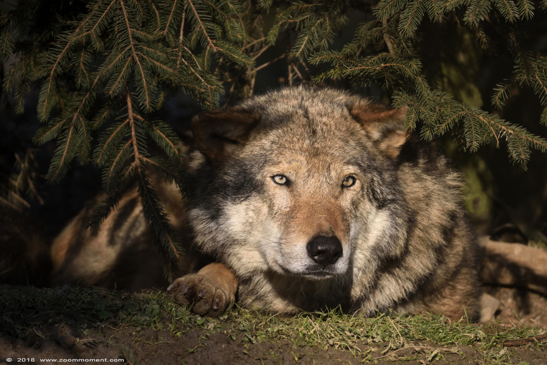 Europese wolf  ( Canis lupus lupus )  Eurasian wolf 
Nyckelord: Gaiapark Kerkrade Nederland zoo Europese wolf Canis lupus lupus
