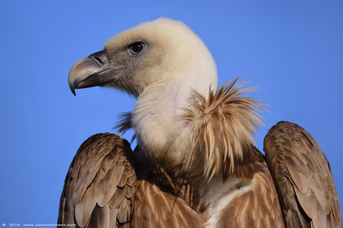 vale gier  ( Gyps fulvus )  griffon vulture or Eurasian griffon
Trefwoorden: Gaiapark Kerkrade Nederland zoo vale gier  Gyps fulvus   griffon vulture  Eurasian griffon 