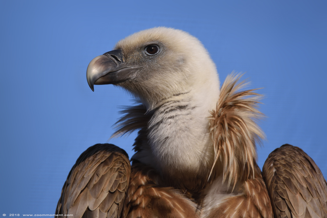 vale gier  ( Gyps fulvus )  griffon vulture or Eurasian griffon
Trefwoorden: Gaiapark Kerkrade Nederland zoo vale gier  Gyps fulvus   griffon vulture  Eurasian griffon 