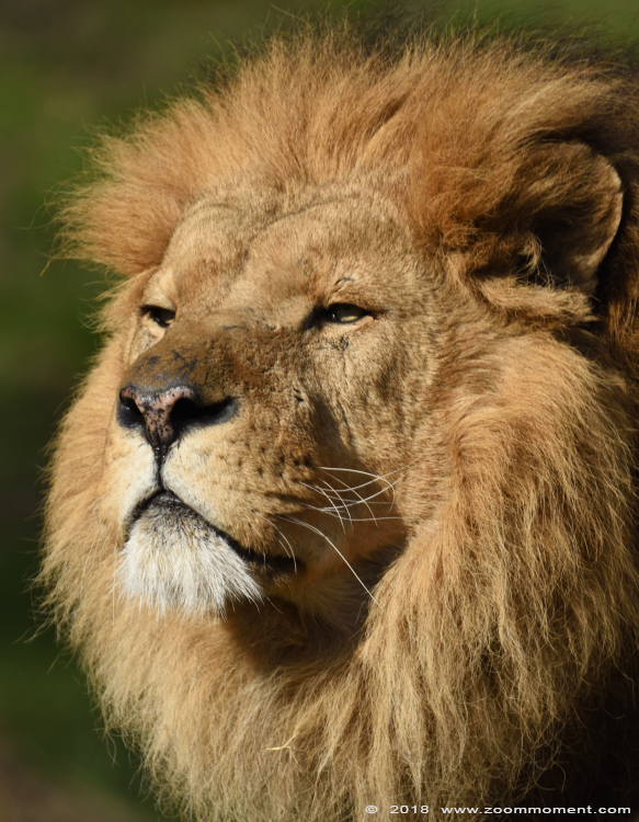 Afrikaanse leeuw ( Panthera leo ) African lion
Keywords: Gaiapark Kerkrade Nederland zoo Afrikaanse leeuw Panthera leo lion