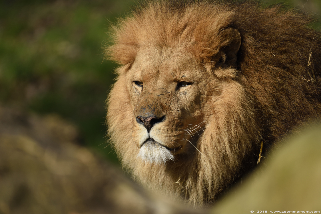 Afrikaanse leeuw ( Panthera leo ) African lion
Trefwoorden: Gaiapark Kerkrade Nederland zoo Afrikaanse leeuw Panthera leo lion