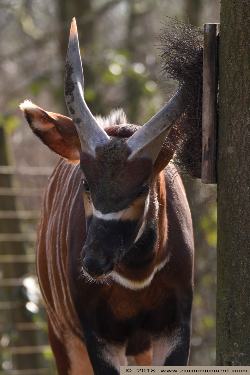 bongo ( Tragelaphus eurycerus ) 
Słowa kluczowe: Gaiapark Kerkrade Nederland zoo bongo  Tragelaphus eurycerus 
