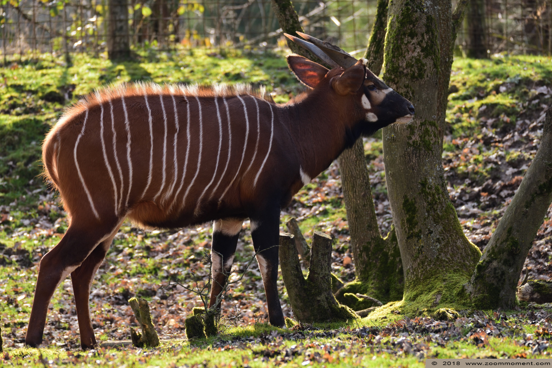 bongo ( Tragelaphus eurycerus ) 
Keywords: Gaiapark Kerkrade Nederland zoo bongo  Tragelaphus eurycerus 