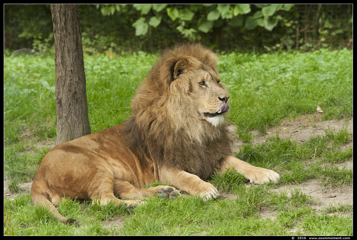 Afrikaanse leeuw ( Panthera leo ) lion
Trefwoorden: Gaiapark Kerkrade lion Afrikaanse leeuw Panthera leo