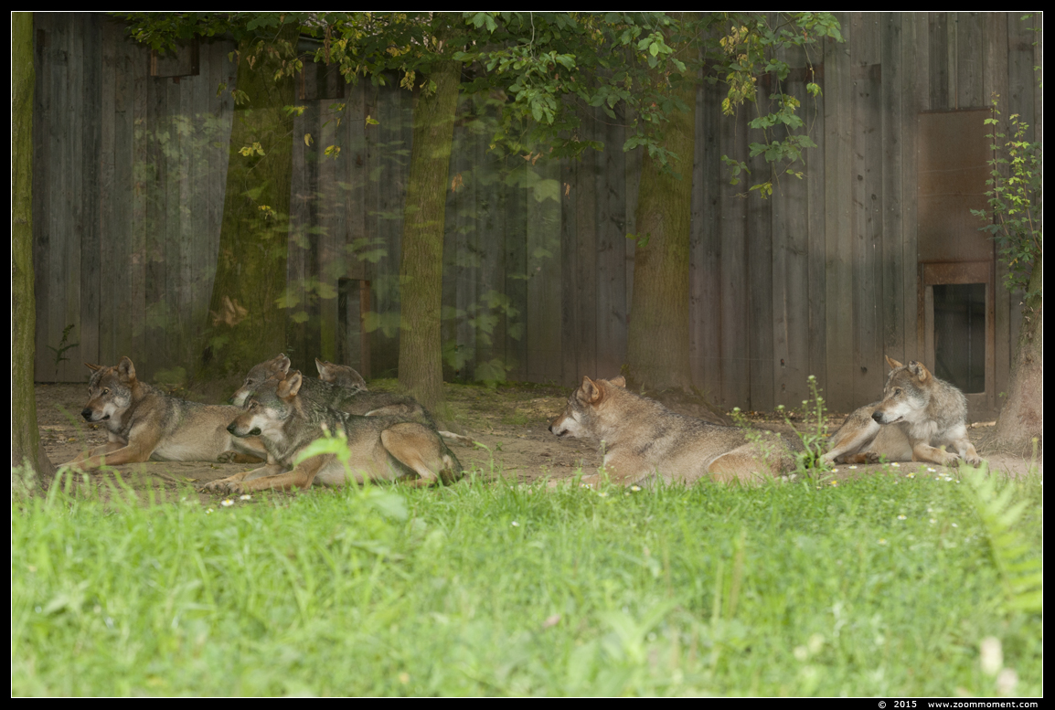 Europese wolf  ( Canis lupus lupus )  Eurasian wolf 
Trefwoorden: Gaiapark Kerkrade Nederland zoo wolf  Canis lupus wolf