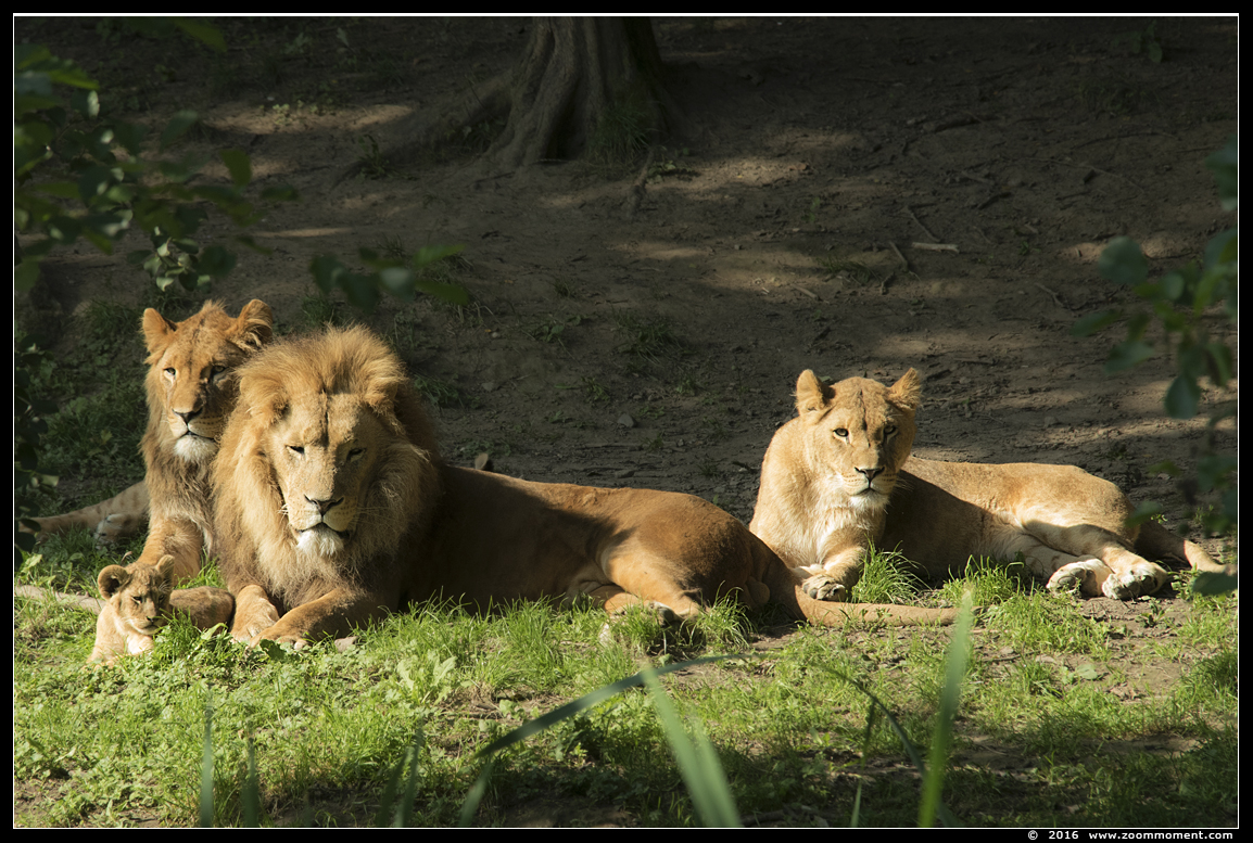Afrikaanse leeuw ( Panthera leo ) lion
Welpen geboren 6 juni 2016, op de foto 2 maanden oud
Cubs, born 6th June 2016, on the picture about 2 months old
Keywords: Gaiapark Kerkrade lion Afrikaanse leeuw cub welp Panthera leo