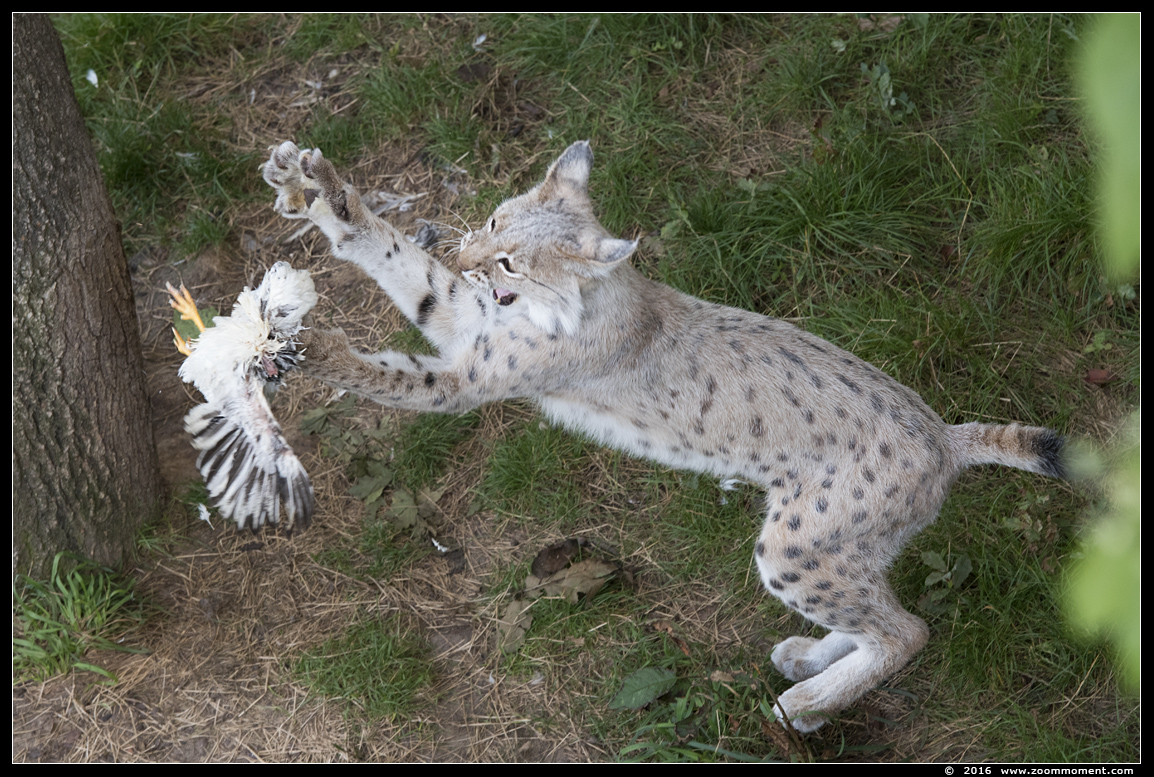 Lynx lynx
الكلمات الإستدلالية(لتسهيل البحث): Gaiapark Kerkrade lynx